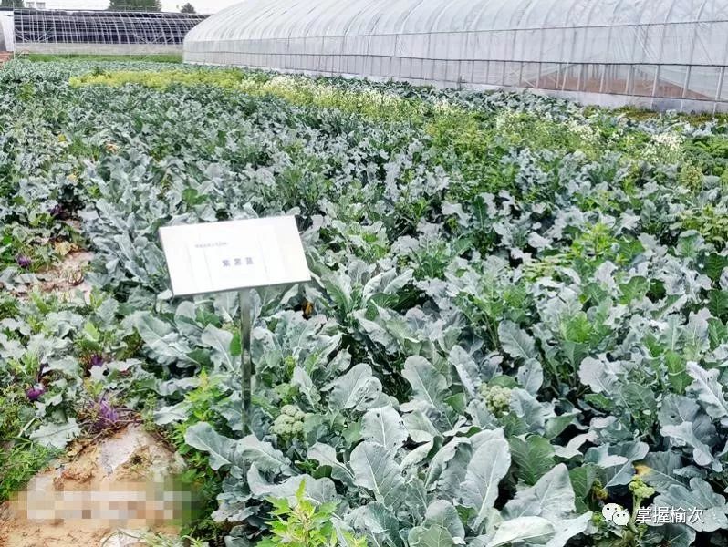 榆次东阳镇举办,省蔬菜"三新"现场观摩会图片