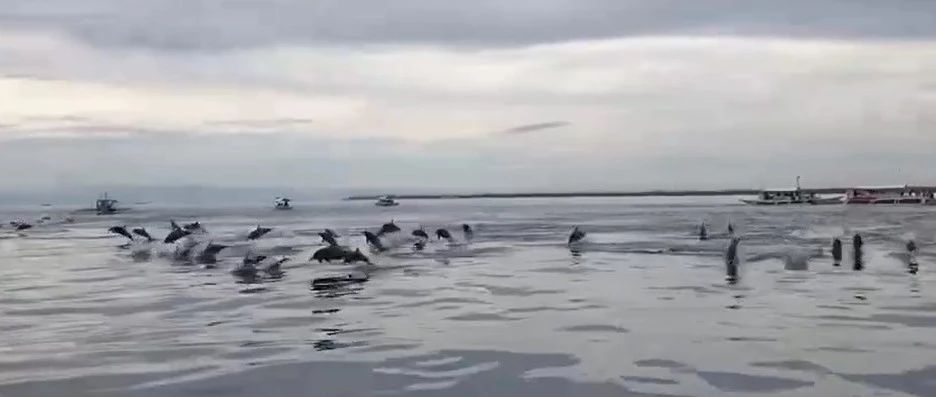 刷屏了！钦州三娘湾惊现大量海豚，场面非常壮观？真相其实是…