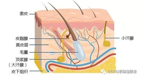 大汗腺出