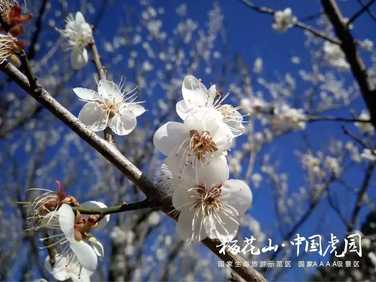 龙岩·梅花山