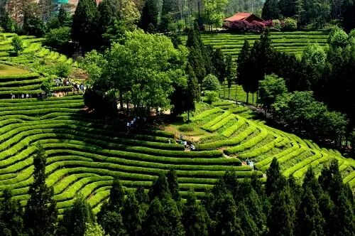 韩国代表景点—宝城绿茶园 大韩茶园
