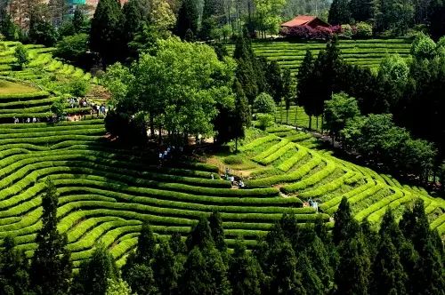 2024年韩国代表景点—宝城绿茶园：旅游攻略