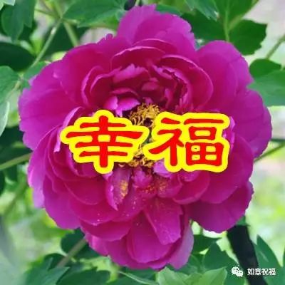 一朵幸福花,幸幸福福