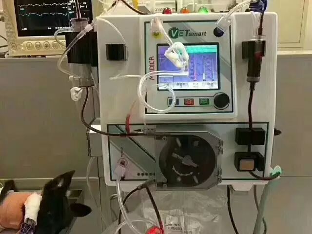 血滤机什么品牌好千呼万唤始出来！北京首台动物专用血滤机现已入驻全心全意连锁动物医院！肾衰小动物的福音！_https://www.jmylbn.com_新闻资讯_第17张