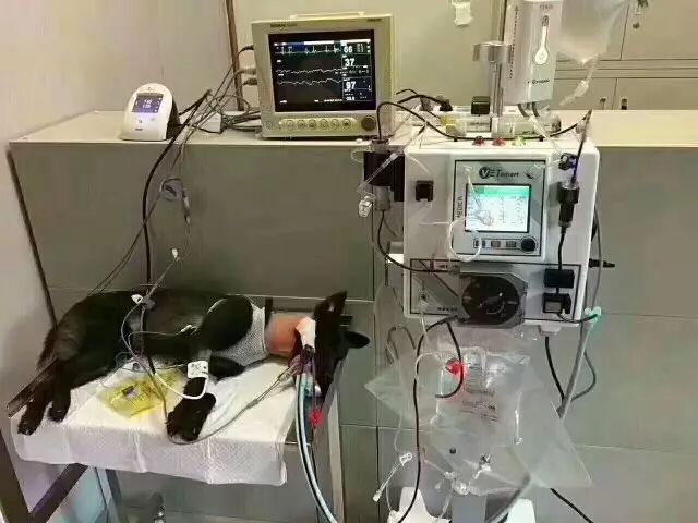 血滤机什么品牌好千呼万唤始出来！北京首台动物专用血滤机现已入驻全心全意连锁动物医院！肾衰小动物的福音！_https://www.jmylbn.com_新闻资讯_第10张