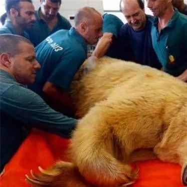 棕熊闪了腰被送医,运动太激烈,还让5只母熊同时怀孕