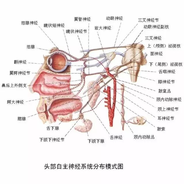 感觉神经128 动346副舌下 5,7,9,10为混杂 3,颅神经核团在脑内的分布