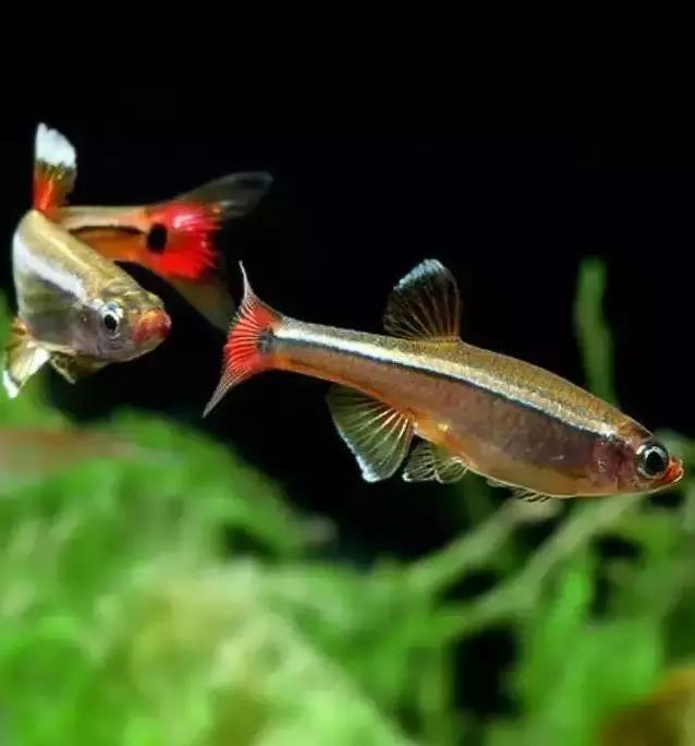 小型热带观赏鱼——白云金丝鱼