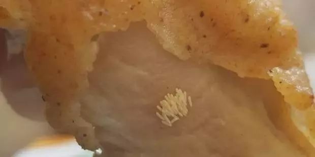 好恶心!新西兰肯德基炸鸡腿上出现苍蝇卵 发现日报