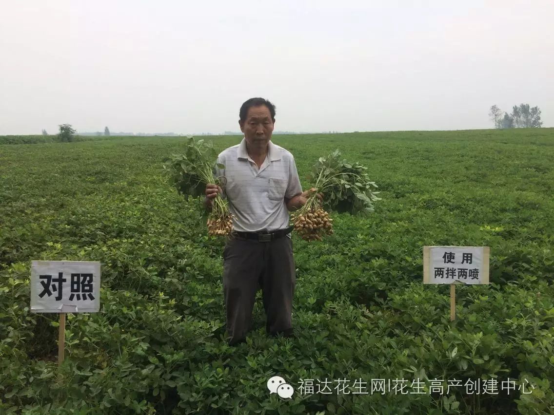 全国花生最大面积种植区,长势两重天!