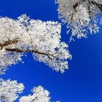 雪后的胡杨林,美了眼,醉了心!