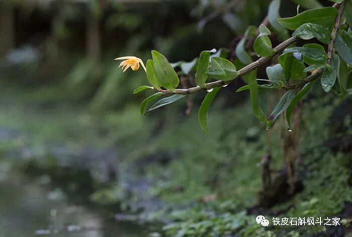 铁皮石斛， 你知道具体有哪些功效吗？