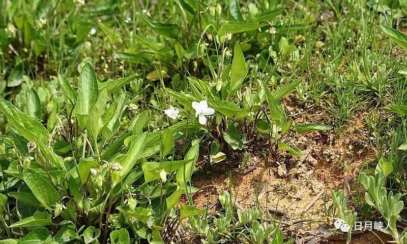 日月峡中草药:红铧头草