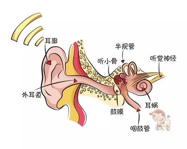 其实,早在宫内,胎儿就有了听力(胎教)