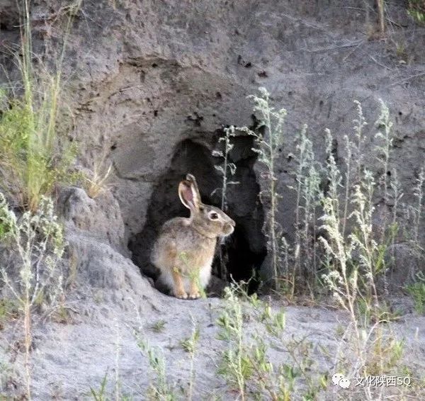 "原来他回家去取工具,准备掏兔窝,这个洞口就是传说中的"兔子窝".