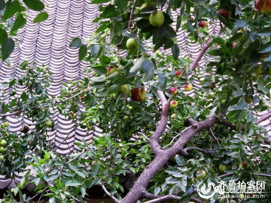 家乡的枣树