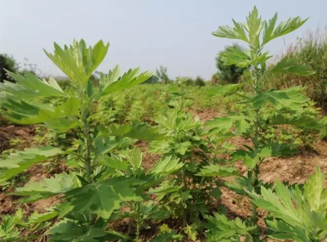 千年艾蕲艾根即将售罄,欲购从速!