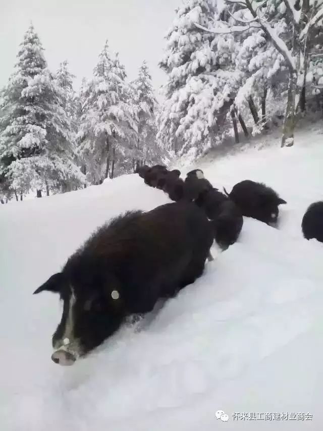 雪地里的藏香猪,冬天没有圈舍,一年四季露天栖息.