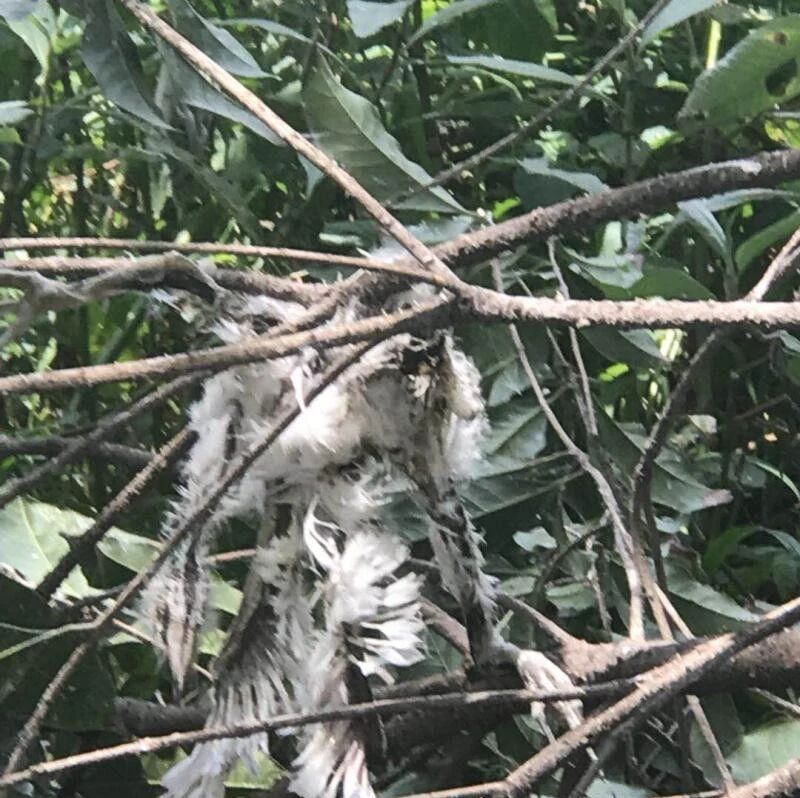 江北这片苗圃地要开工建学校了,有幼鹭从树上掉下来摔死&hellip;这里上万只鹭鸟怎么办?