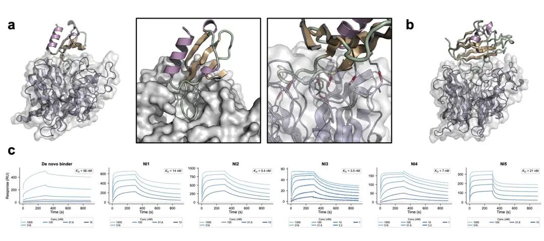 尼帕病毒附着糖蛋白的从头设计与重工程结果。(a) 扩散-去噪共设计协议示意。(b) 设计的结合物-NiV-G 复合物预测结构。(c) 所有检测到结合的设计的 SPR 传感图及 K_D 值。