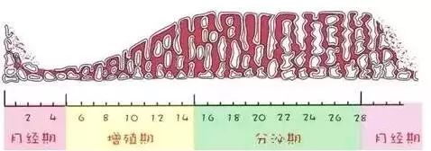 【中】子宫内膜的“薄”与“厚”对怀孕的影响!