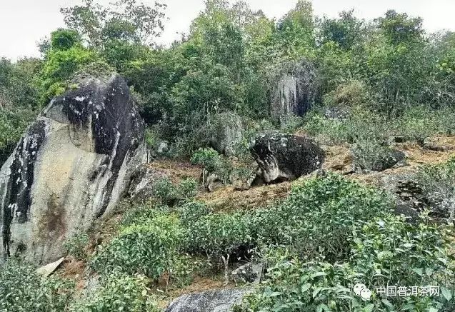 与乱石混生 名茶增产数邦东茶丨百科