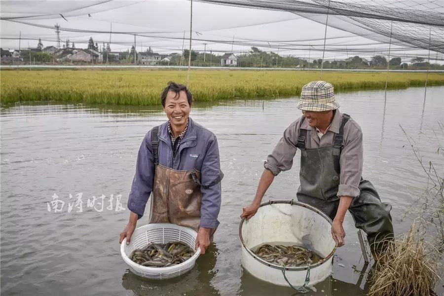 致富经泥鳅_致富泥鳅养殖技术_泥鳅养殖户抱团致富