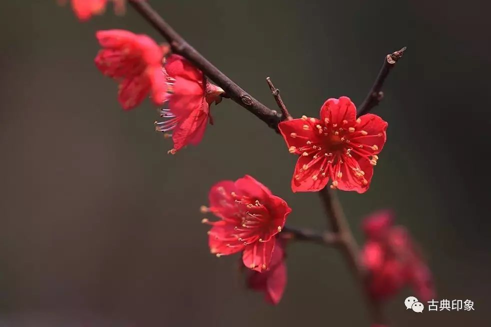 主要品种有黄山黄香,曹王黄香,单瓣黄香,南京复黄香等.