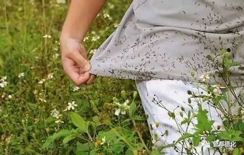 常见的,一种"讨人厌"的野生植物,只要不小心经过它,就会粘在衣服上