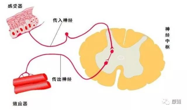 反射弧由5个部分组成