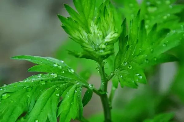 艾草就长到一米高