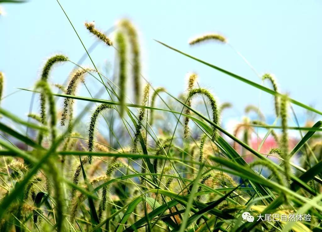 【南京手饰销售联盟】每天一物种:我用三枝狗尾巴草成