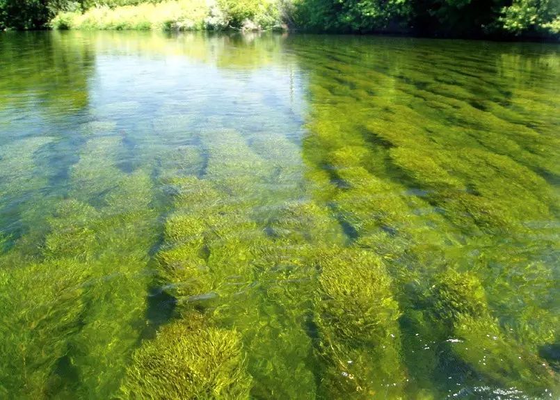 环保百科——eutrophication 富营养化