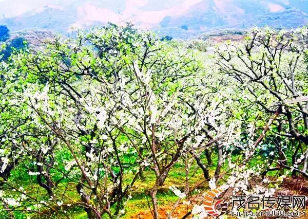 炒花飘雪碧潭飘雪区别_飘雪多少钱一斤_钱飘雪的拼音