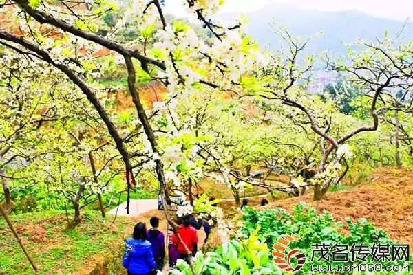 钱飘雪的拼音_飘雪多少钱一斤_炒花飘雪碧潭飘雪区别