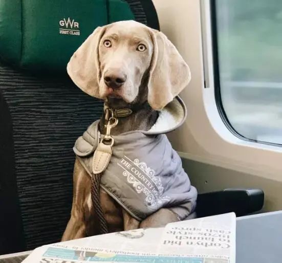 15只乘坐火车的狗狗