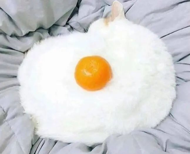 橘子加猫等于荷包蛋