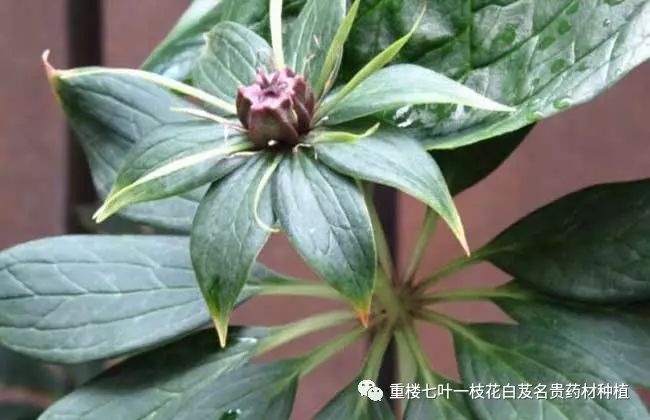 重楼七叶一枝花种植技术大全