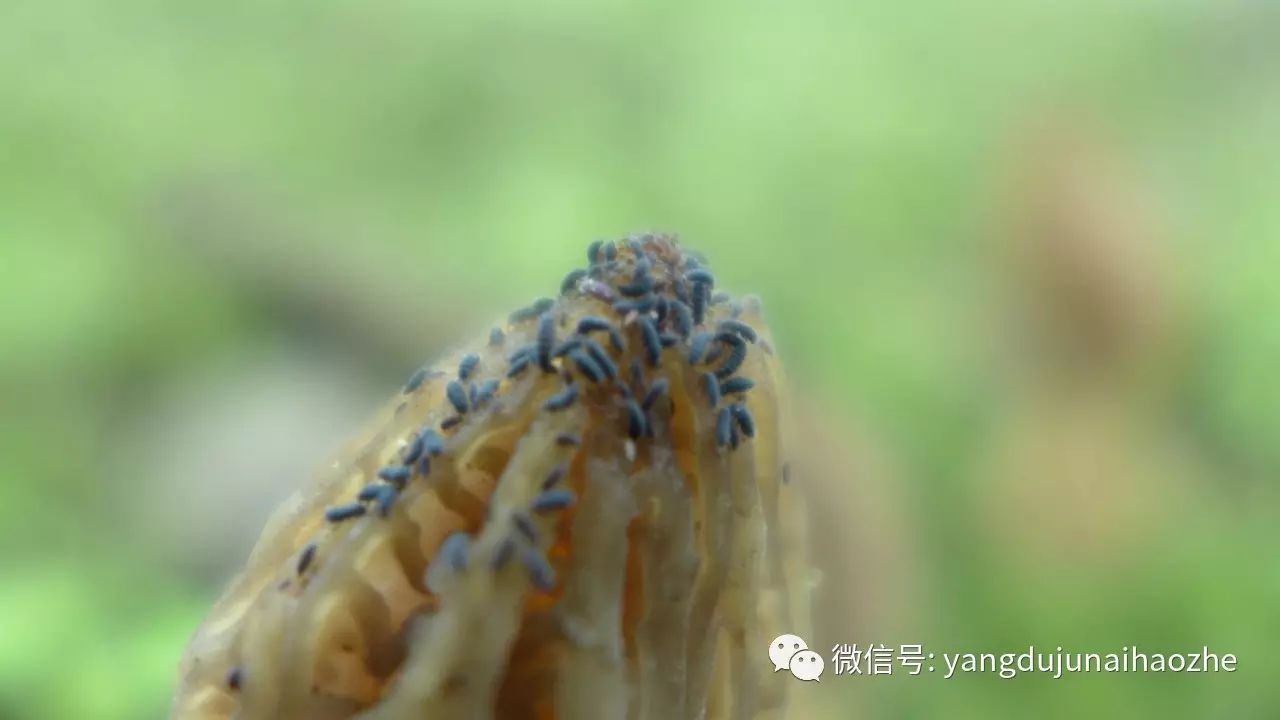 羊肚菌病虫害防控——跳虫