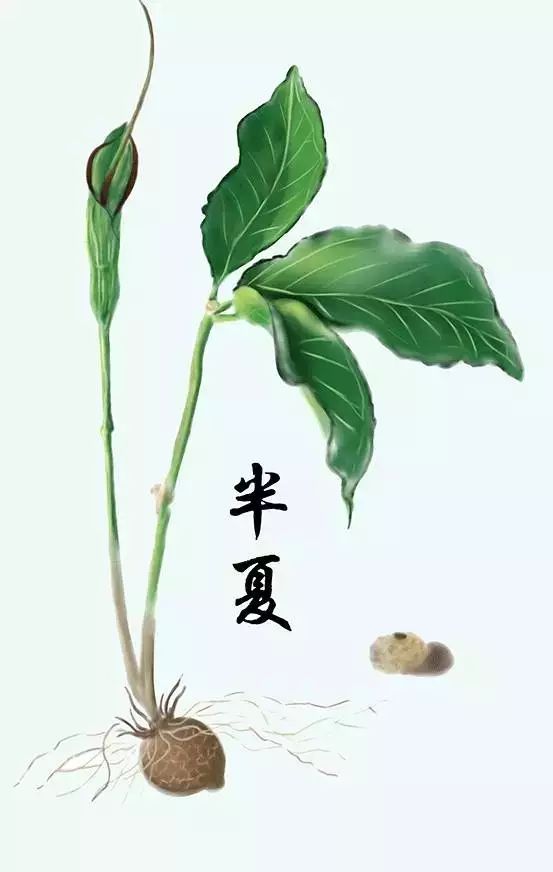 中药材手绘图,原来可以这么美!
