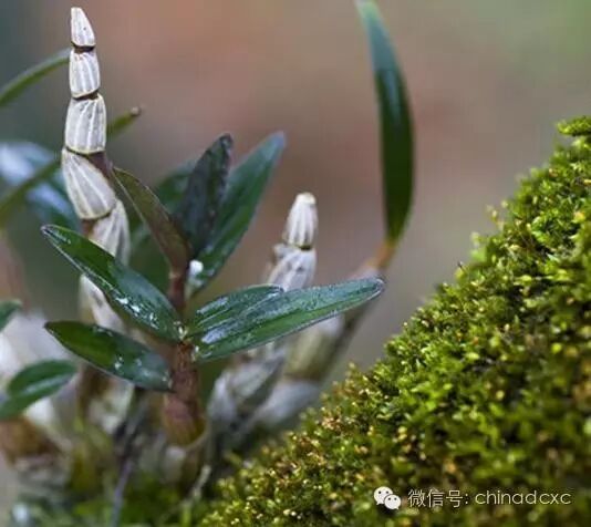 男人吃铁皮石斛，至少有这些可怕“后果”,想不到身体会这样..
