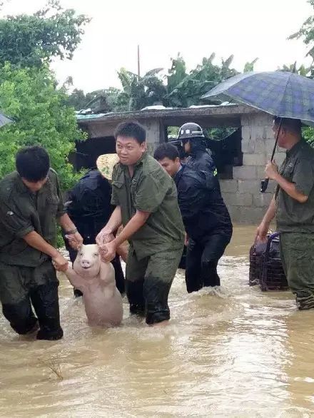 在台风中抢救出来的猪，最终成了网红表情包