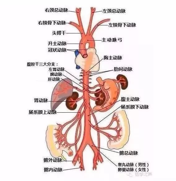 是一条具有高养分的静脉,也是除了肝动脉之外,另一条输入肝脏的血管