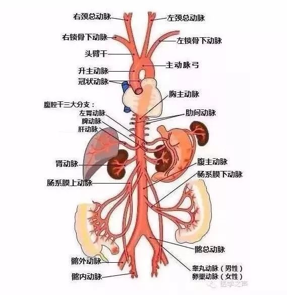 肝门静脉由接受来自胆囊,膀胱和体壁血液的腹大静脉,和接受来自大肠