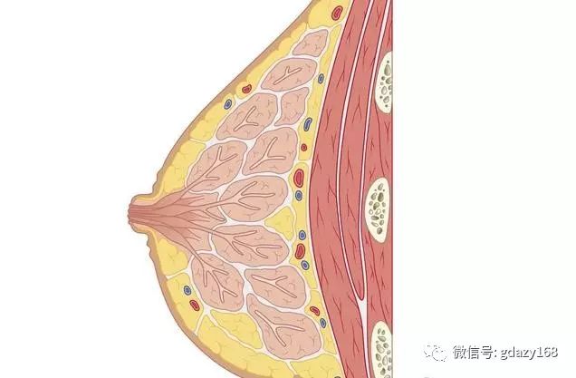 夺走姚贝娜、陈晓旭生命的乳腺癌离我们有多远?