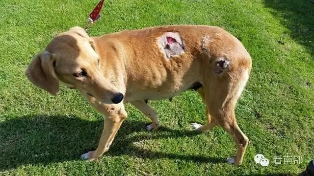 当街给死猫放炮烧纸钱续:怀孕猫咪临产被虐待致死,眼含泪水死不瞑目-怀孕期