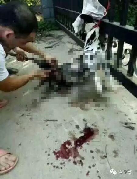 当街给死猫放炮烧纸钱续:怀孕猫咪临产被虐待致死,眼含泪水死不瞑目-怀孕期