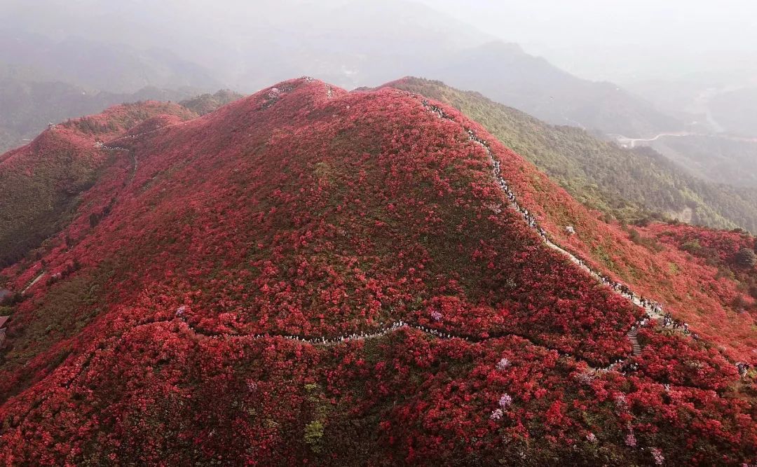 又是花开浪漫的季节