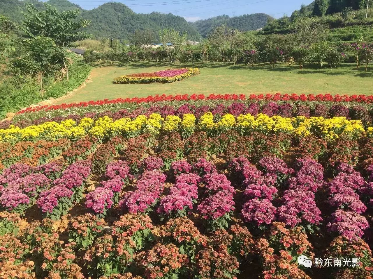 凯里 万花谷 花开成海