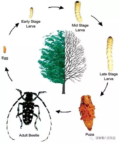 透翠杀牛套餐-蛀干害虫终结者--诺普信透翠套餐防治天牛等蛀干害虫技术分享